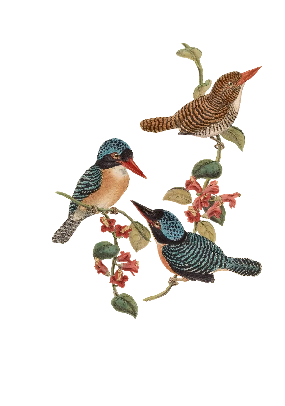 Vintageillustration Vögel